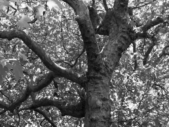 Bois des Moutiers (105) Juin 2012